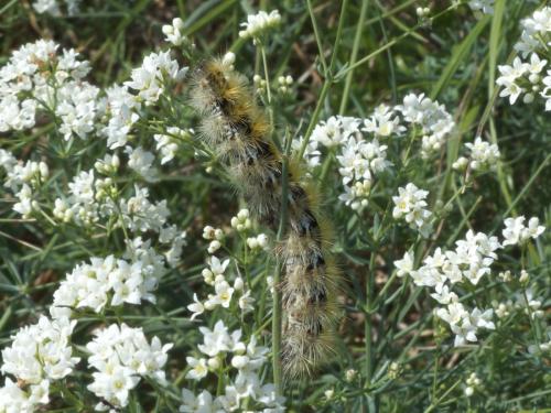 Réf. 205 107 : Rhyparia purpurata